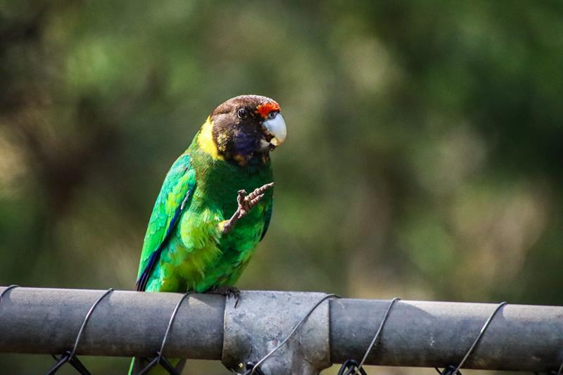 Australian Ringneck at Serpentine Dam