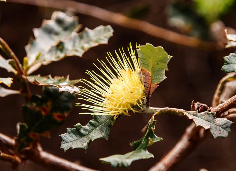 Banksia sessilis