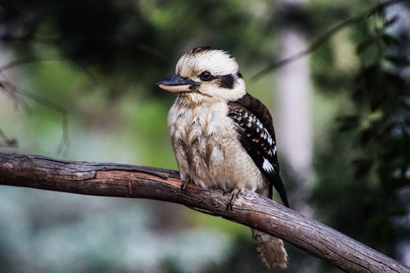 Australian Laughing Kookaburra