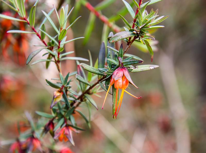 Lemon scented Darwinia