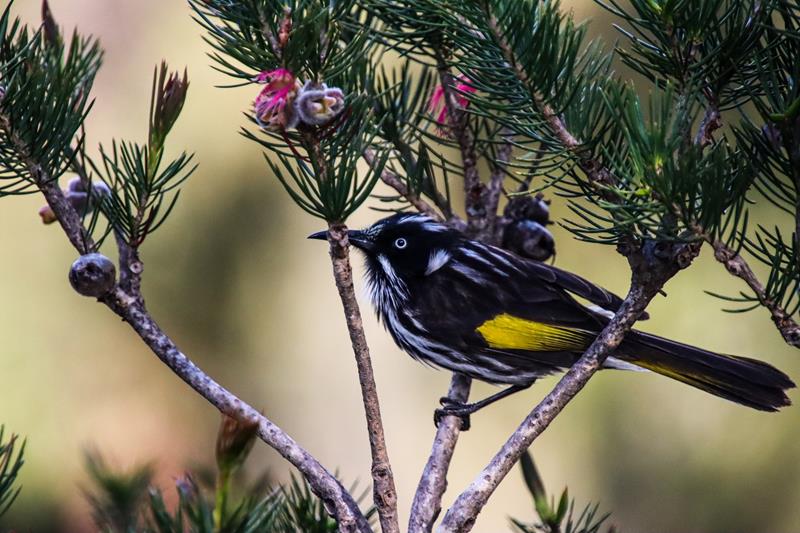 New Holland Honeyeater