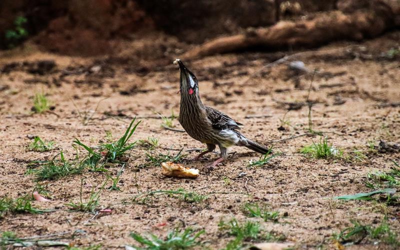 Red Wattlebird at Serpentine Falls National Park