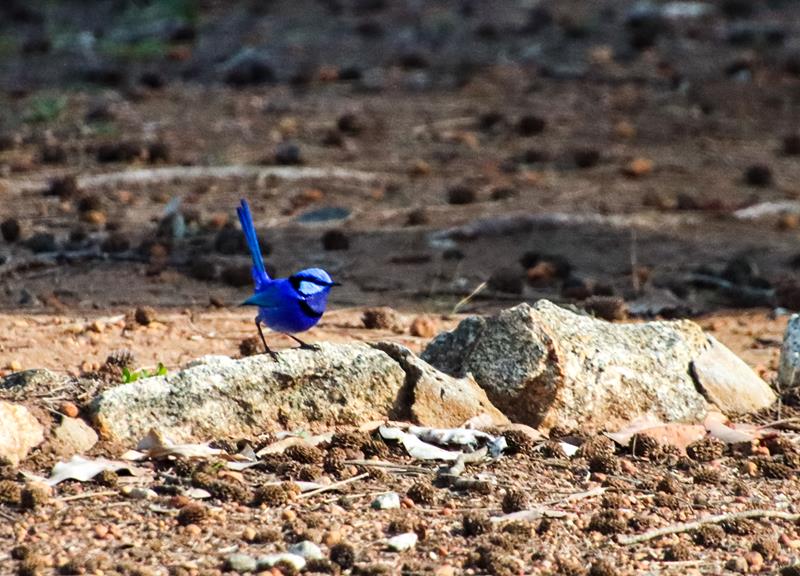 Splendid Wren