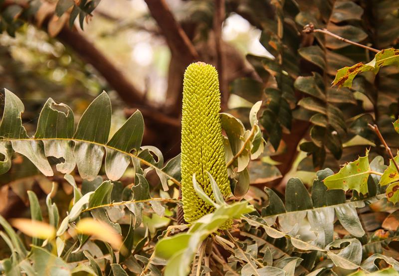 Bull bankisa at Mount Frankland