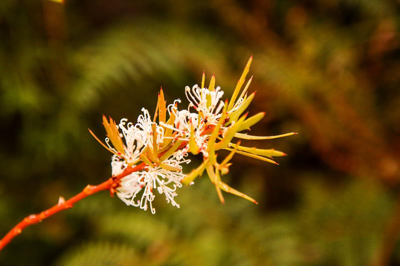 candle spike Hakea