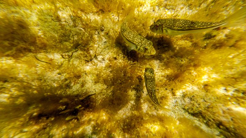 Blowies at Cape Peron (Rockingham)