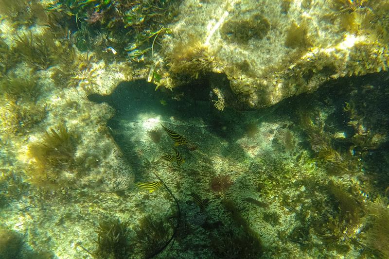 Snorkelling at Cape Peron (Rockingham)