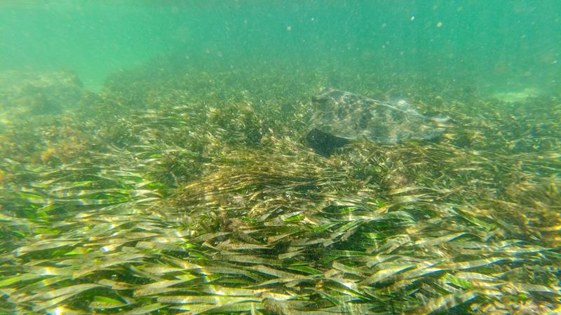 Ray swimming at Cape Peron (Rockingham)