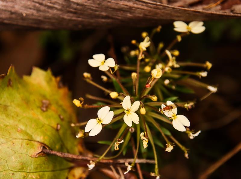 Fly away Trigger plant