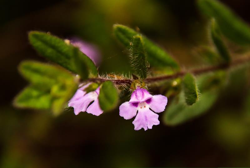 Hemigenia pink flower