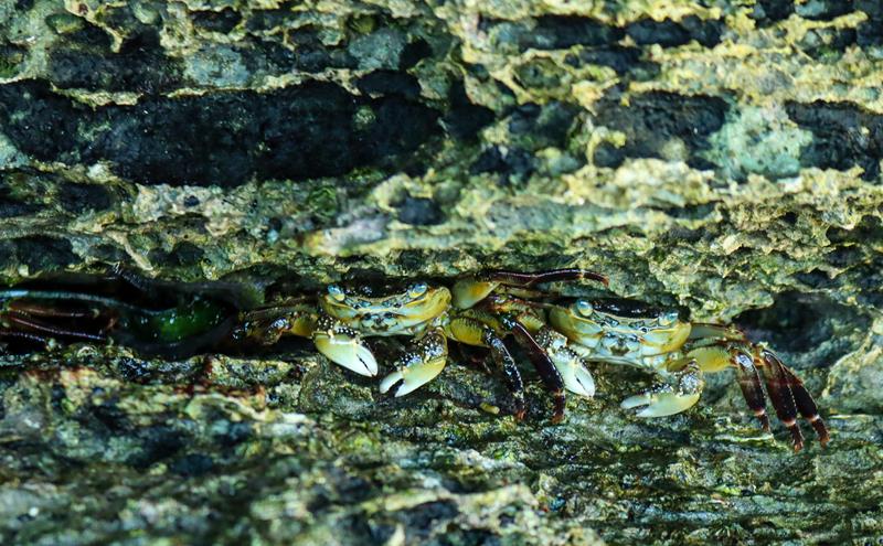 Colourful crab hiding under the rock at Cape Peron (Rockingham)