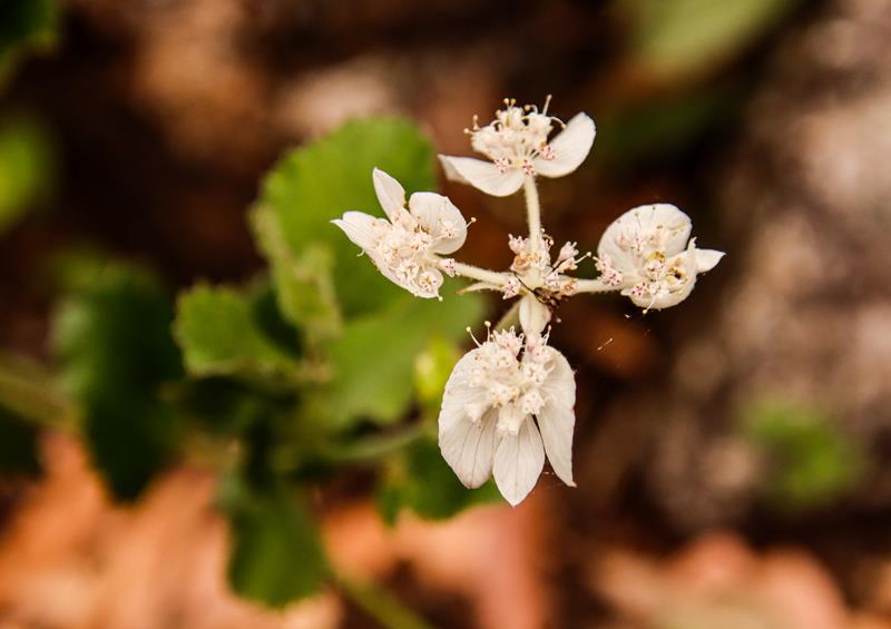 Xanthosia rotundifolia