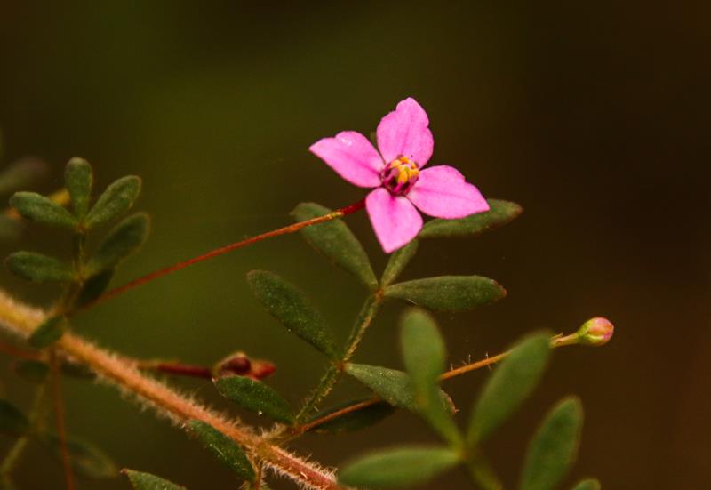 Karri Boronia pink flower