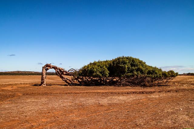 Leaning tree in Greenough