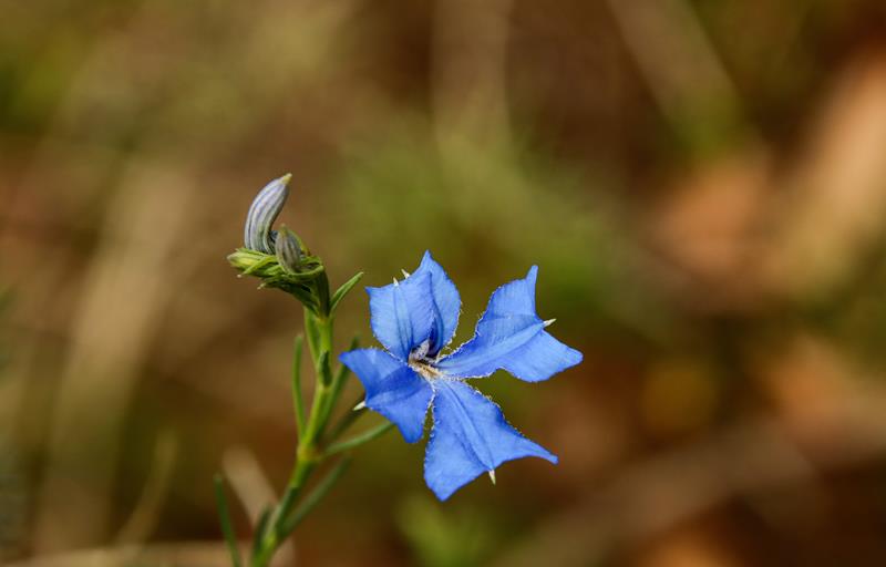 Beautiful blue australian native flower