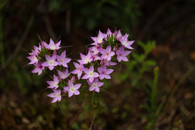 Pink star shaped flowers