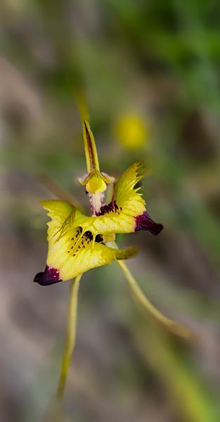 Native wild flowers