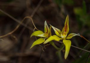 Yellow orchid with red stripes