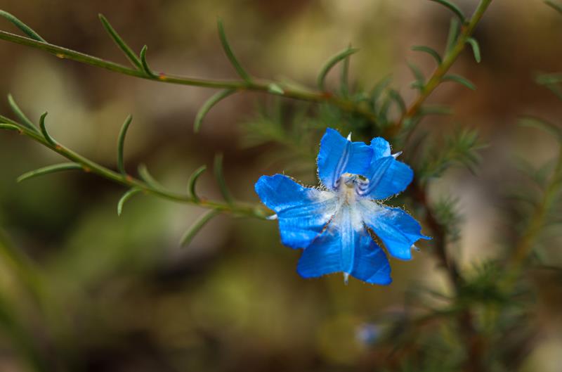 Blue fan flower