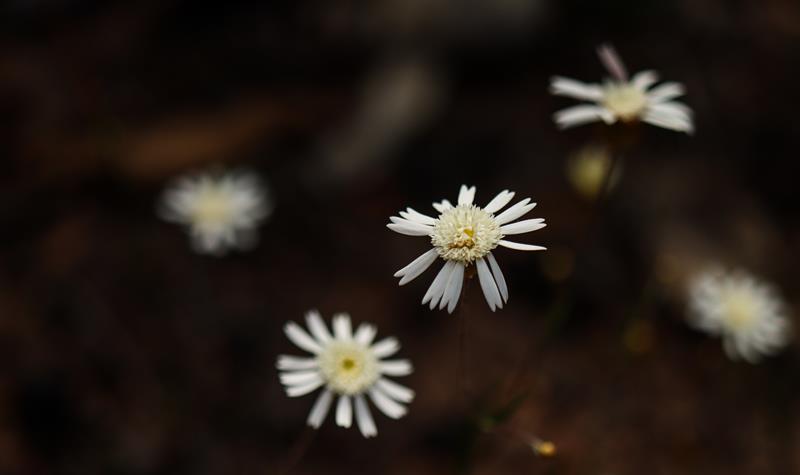 White everlasting