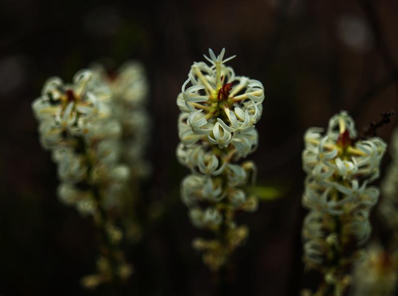 White stalk flowers