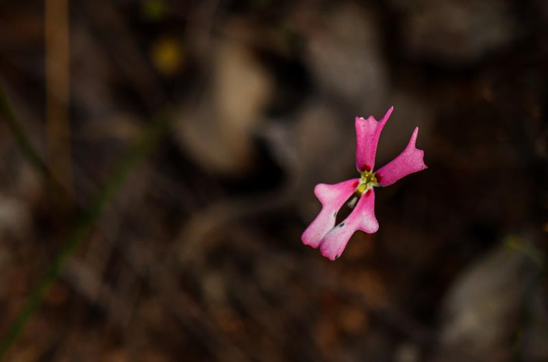 pink trigger plant