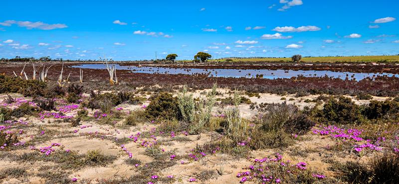 Salt lake with pink flowers