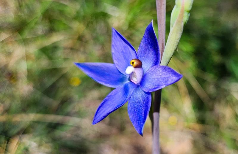 Blue orchid close up