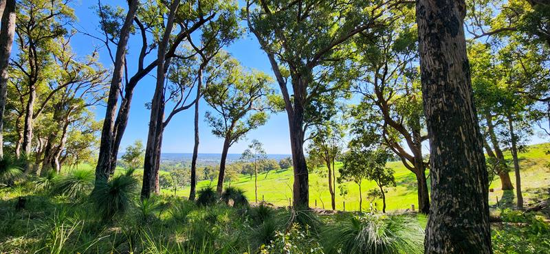 Beautiful views from the forest onto the rolling hills and plain at the background at Harvey Wildflower Ridge Walk
