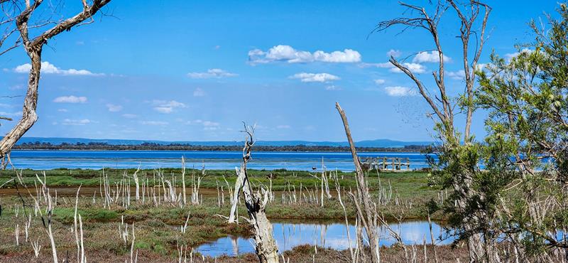 Island Point Reserve trees