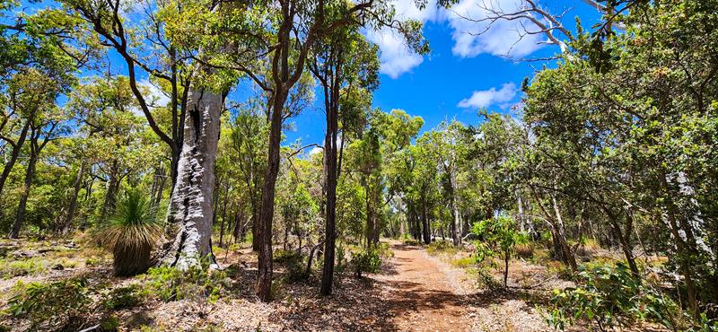 Easy walk at Bungendore Park near Armadale, 30km from Perth.