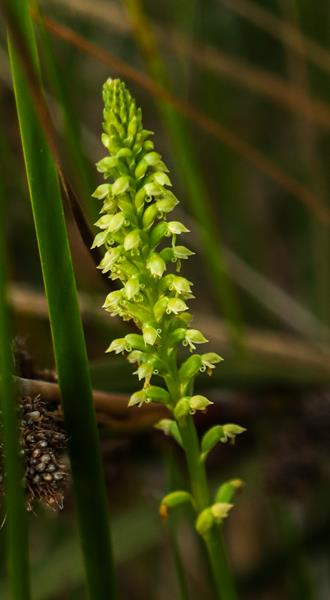 Microtis media Common Mignonette orchid at Lake Clifton