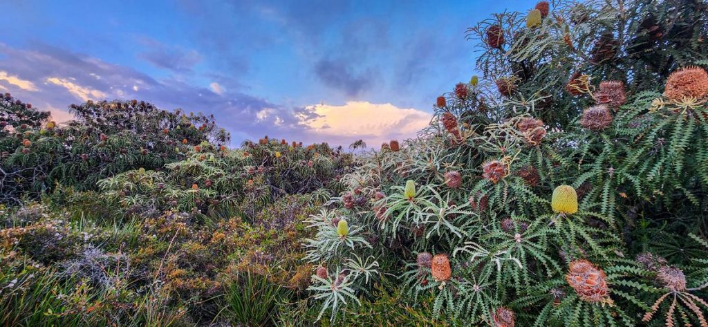 Banksia speciosa at Cape Arid National Park