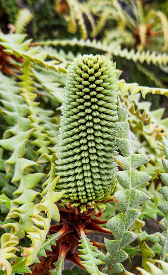 Young flower of Banksia speciosa