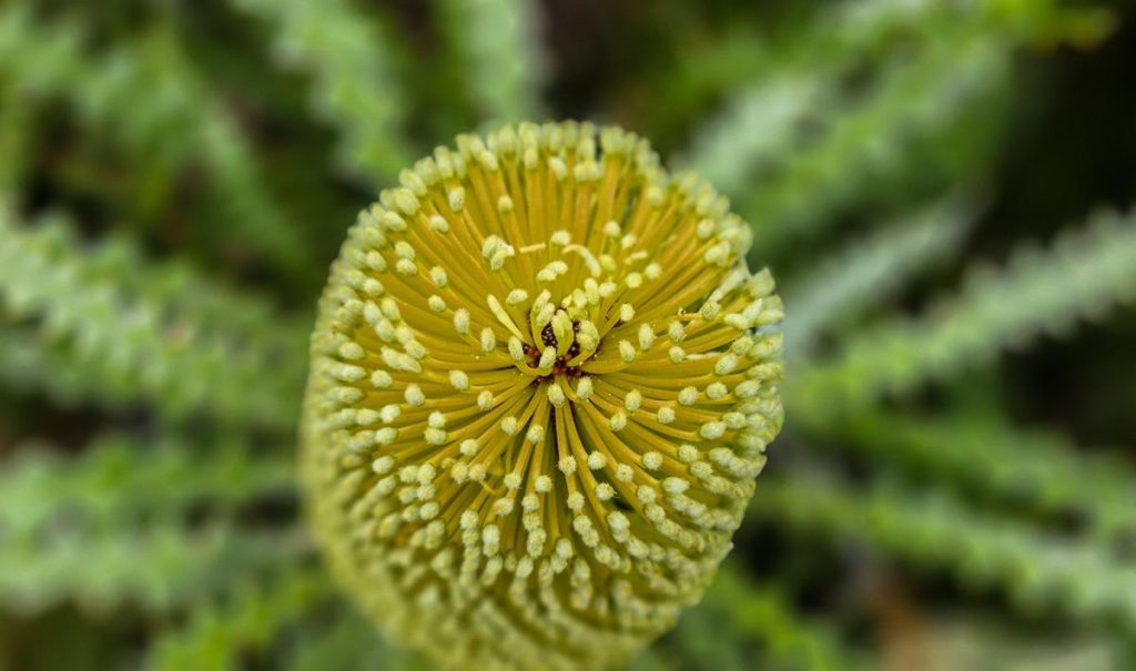 Showy Banksia