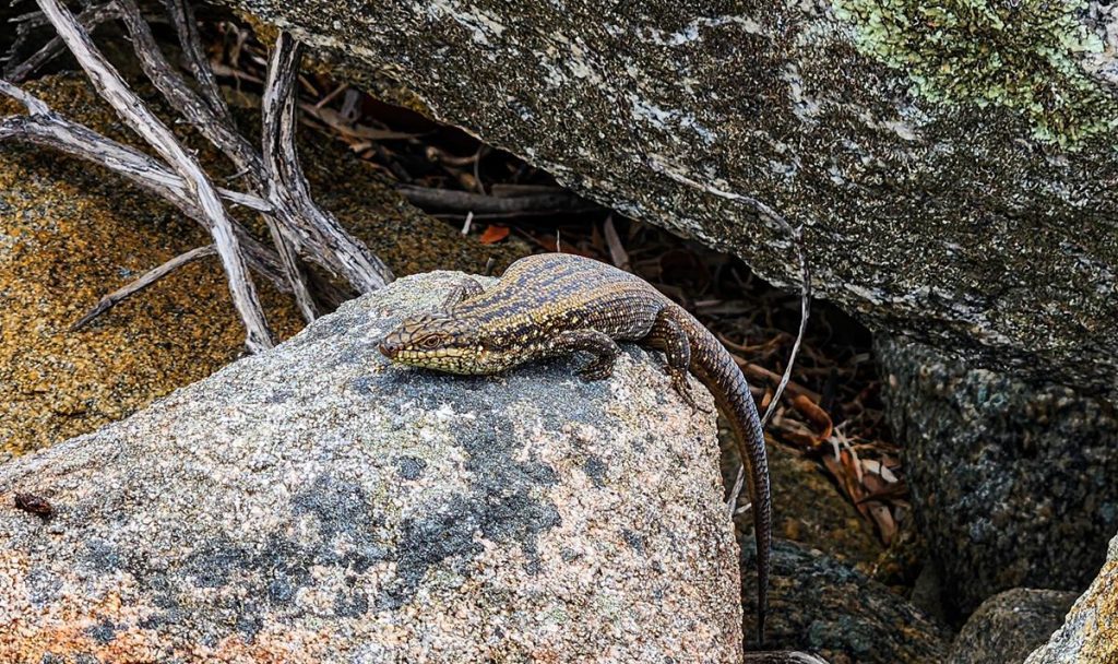 south-western crevice skink