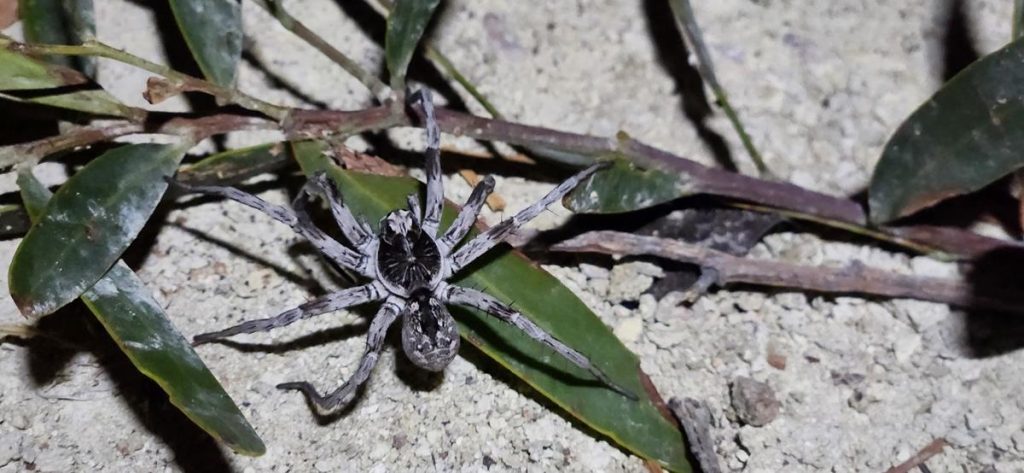 Black Wolf spider