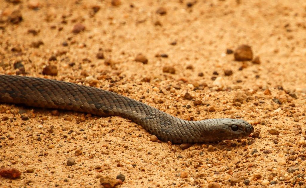 Echiopsis curta (Bardick) - small poisonous snake, which is nocturnal but can come out in overcast weather. 