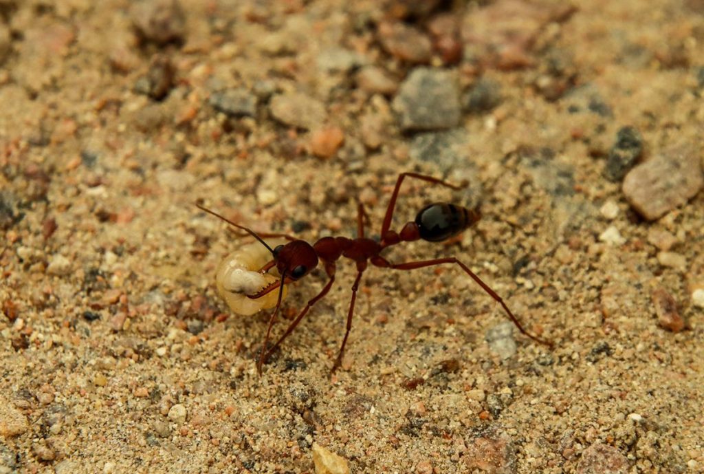 Red bull ant