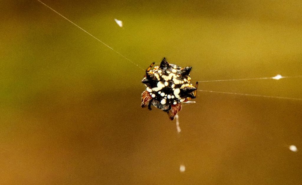 Christmas Spider – Austracantha minax