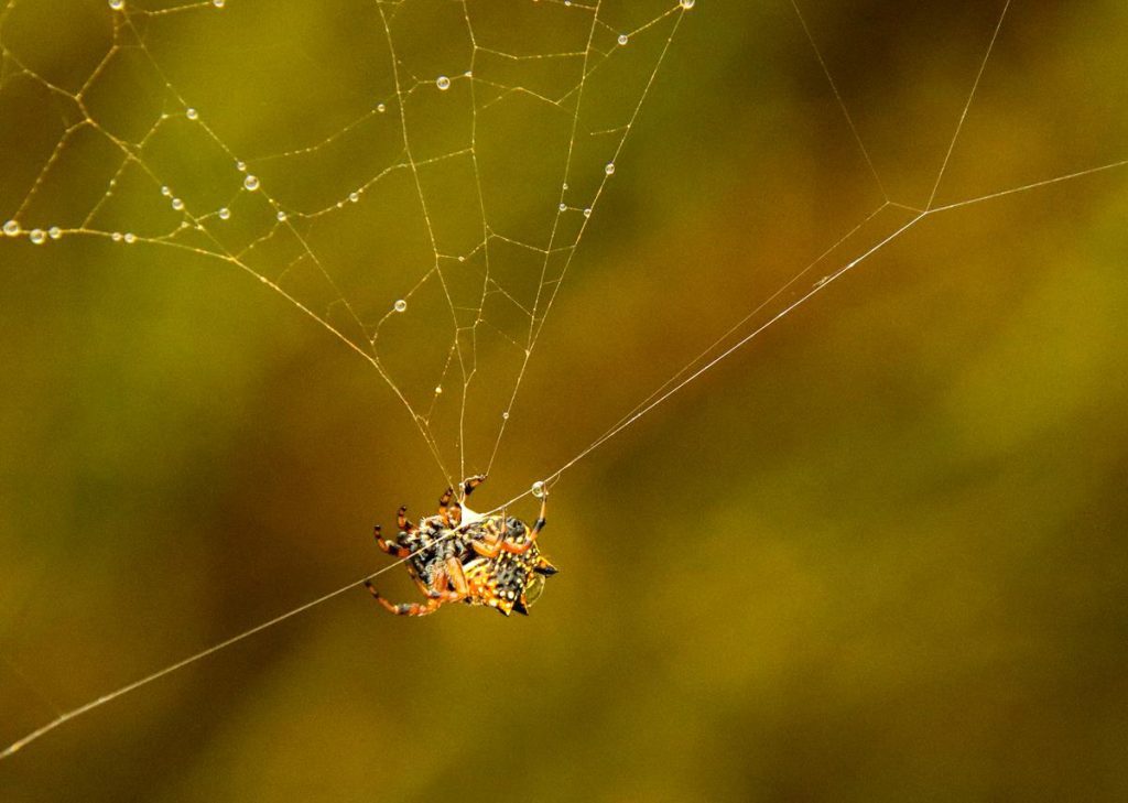 Christmas Spider – Austracantha minax with a spider web