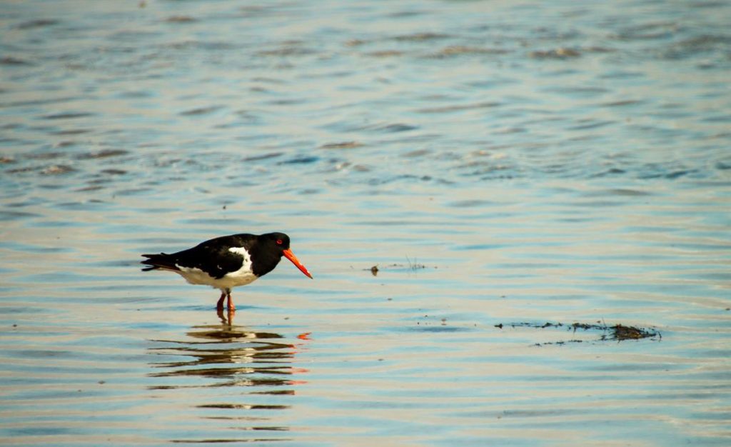 Pied Oystercatcher at Len Howard Conservation Park