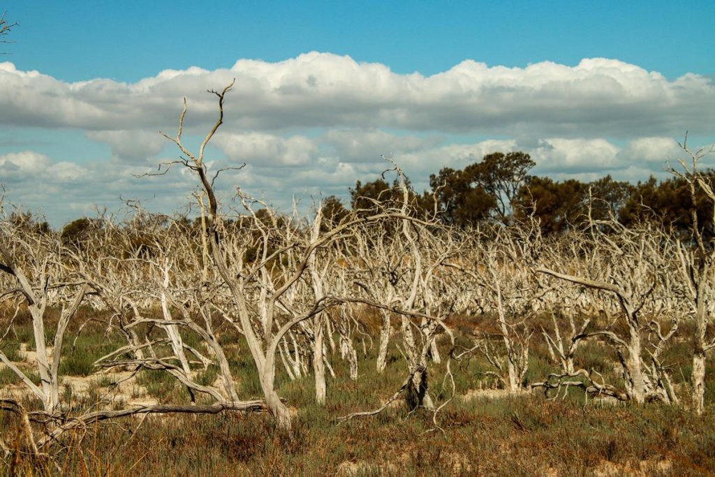 Wetlands at Len Howard Conservation Park