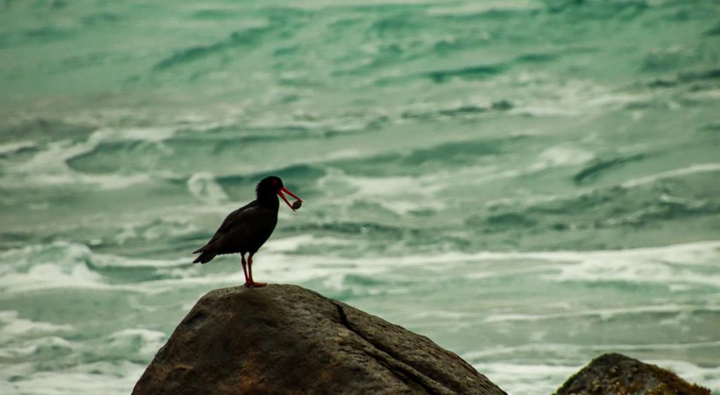 Sooty oystercatcher with an oyster