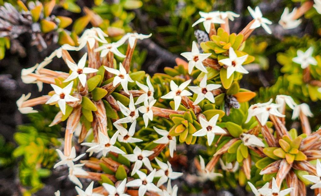 Lysinema cilliatum wildflower at Fitzgerald River NP