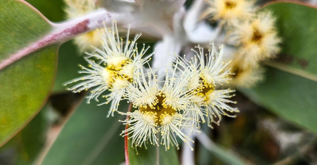 Eucalyptus pleurocarpa Blue Mallee at Pallinup Inlet
