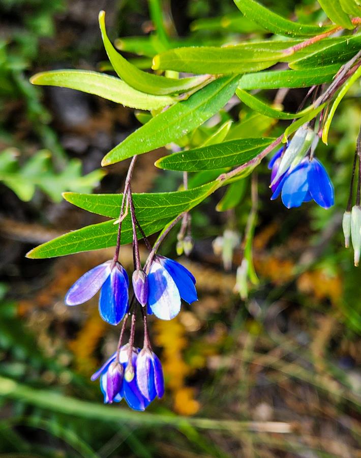 Billardiera heterophylla Australian Bluebell wildflower around Esperance