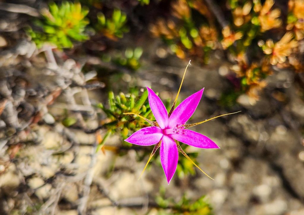 Calytrix decandra wildflower around Esperance