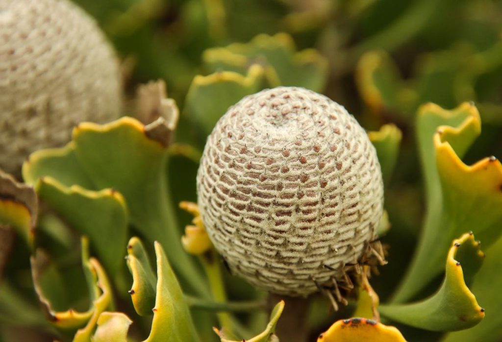 Isopogon trilobus wildflower at Fitzgerald River NP