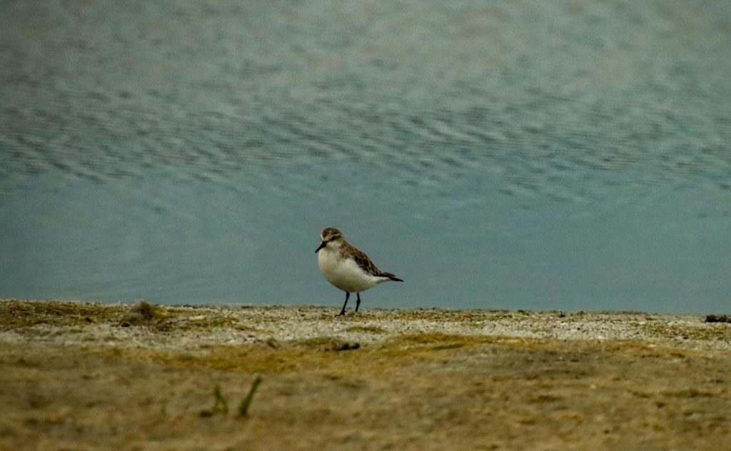 Lesser Sand Plover at Pallinup Inlet